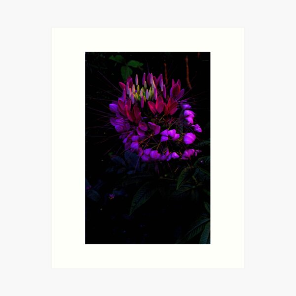 Night Flower (2) Art Print