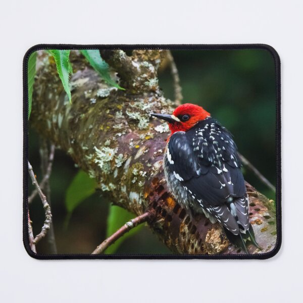 Item preview, Ozzy The Red Breasted Sapsucker designed and sold by herongirlart.