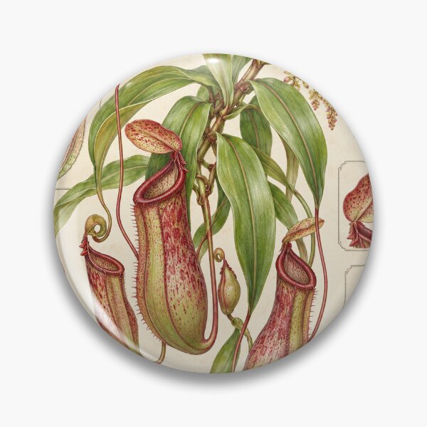 Item preview, Nepenthes Alata Winged Pitcher Plant – Vintage Carnivorous Botanical Art designed and sold by nerdamus.