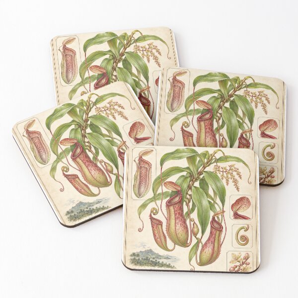 Item preview, Nepenthes Alata Winged Pitcher Plant – Vintage Carnivorous Botanical Art designed and sold by nerdamus.