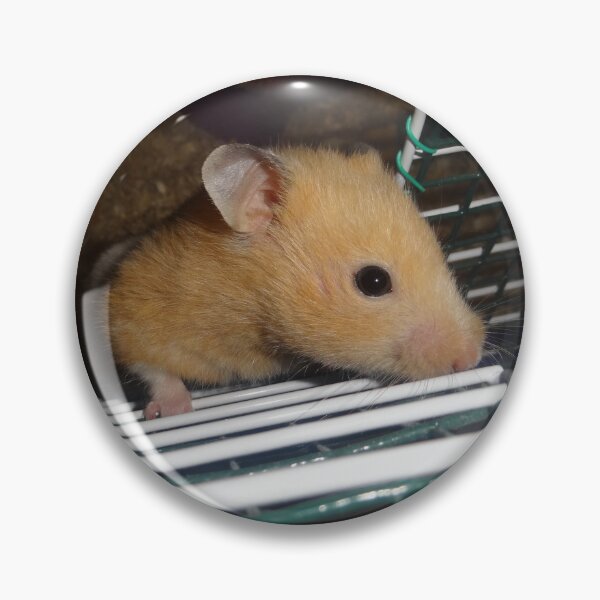Item preview, Cute Golden Syrian Hamster Close Up  designed and sold by AuraNatura.