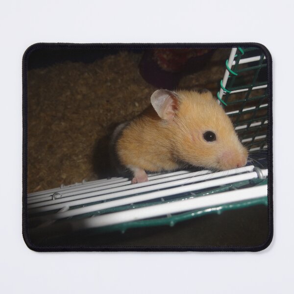 Item preview, Cute Golden Syrian Hamster Close Up designed and sold by AuraNatura.