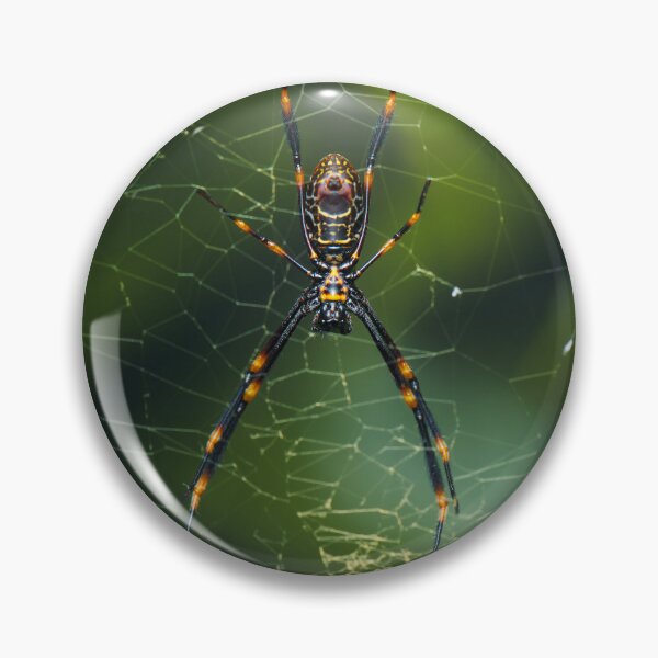 Item preview, Humped Golden Orb-weaver designed and sold by robdanimalphotography.