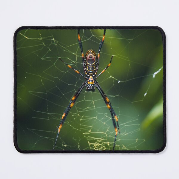 Item preview, Humped Golden Orb-weaver designed and sold by robdanimalphotography.