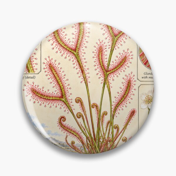 Item preview, Drosera Binata Forked Leaf Sundew – Vintage Carnivorous Plant Botanical Illustration designed and sold by nerdamus.