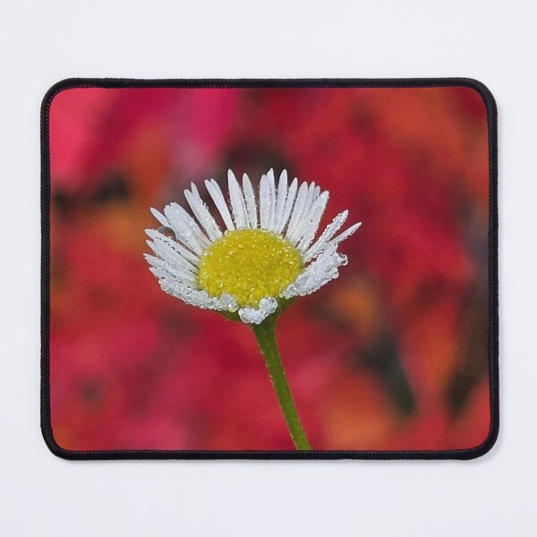 Item preview, Compliment of Color designed and sold by LainaCoopPhotos.