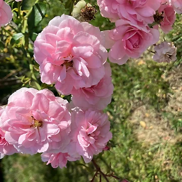 Artwork thumbnail, Pink Roses by Amanda1775