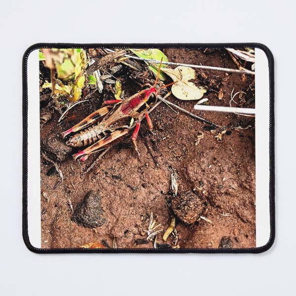 Item preview, Grasshopper designed and sold by DaezieDepictions.