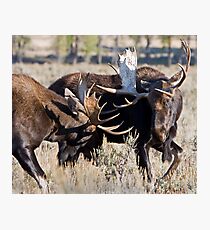 Moose Bulls Sparring Photographic Print