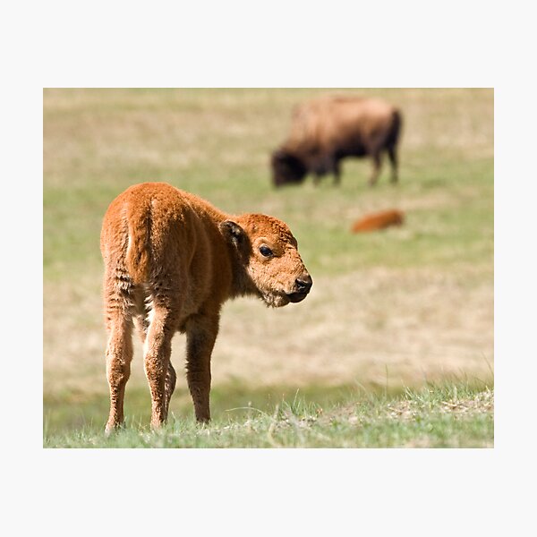 Cinnamon Baby Photographic Print