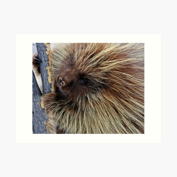 Porcupine Hard At Work Art Print