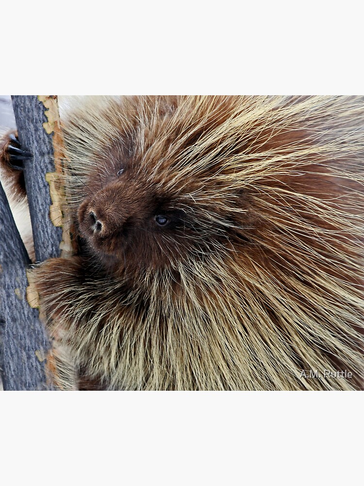 Porcupine Hard At Work by annruttle