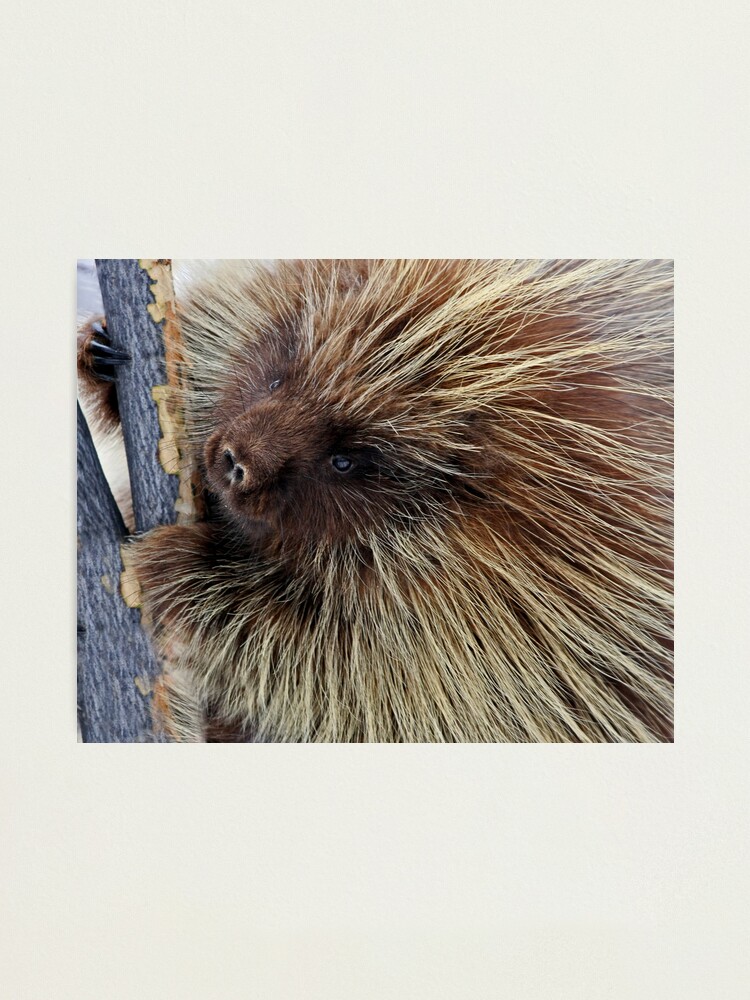 Alternate view of Porcupine Hard At Work Photographic Print