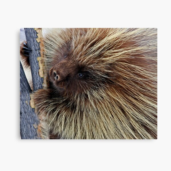Porcupine Hard At Work Canvas Print