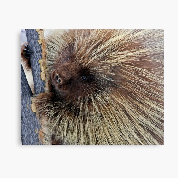 Porcupine Hard At Work Metal Print