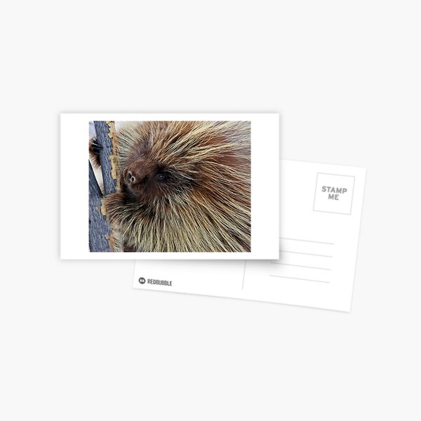 Porcupine Hard At Work Postcard