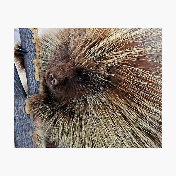 Porcupine Hard At Work Photographic Print