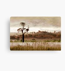 Gondwana Boab Canvas Print