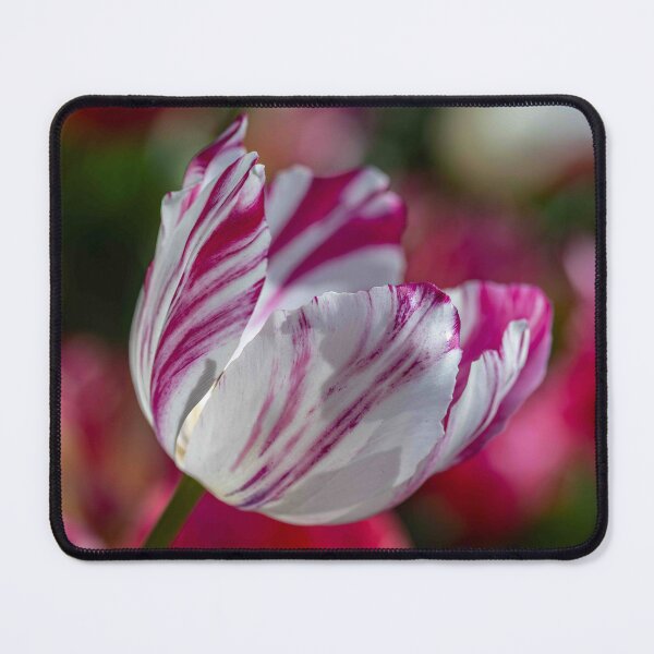 Item preview, The Painted Tulip designed and sold by Twisted Light Images.