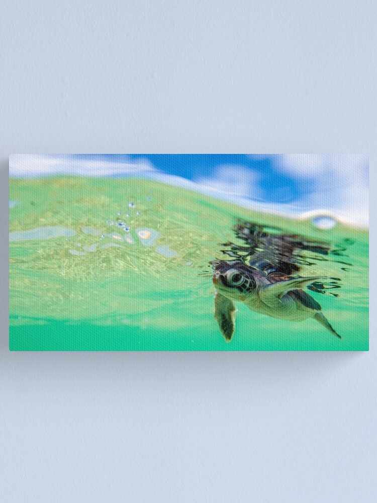 Alternate view of Ocean swimmer Canvas Print