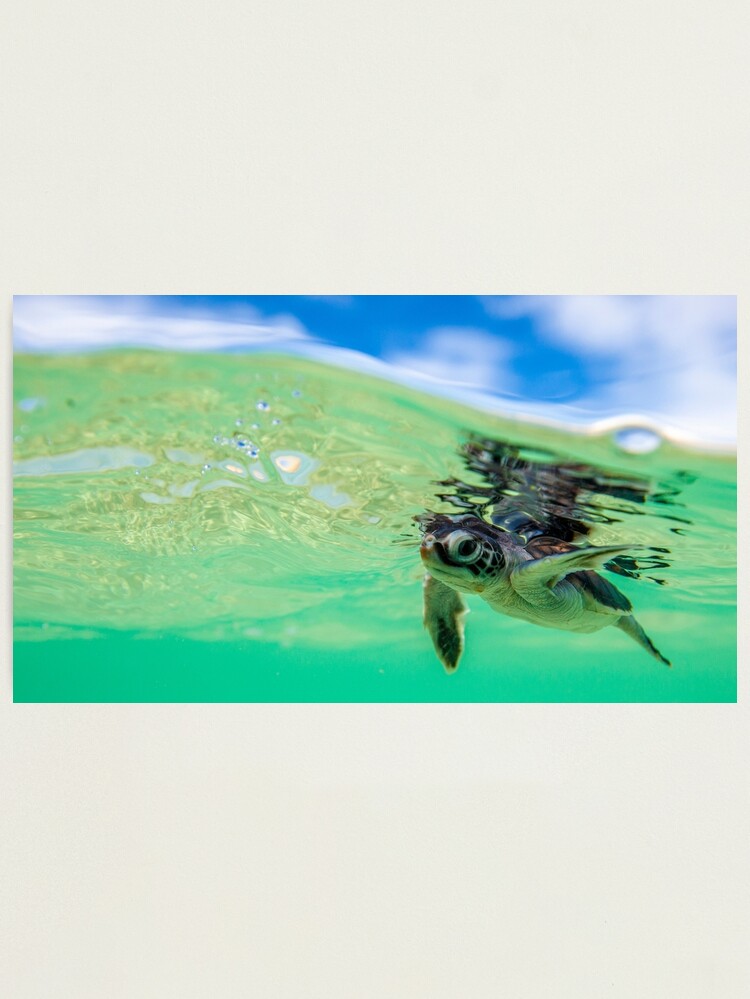 Alternate view of Ocean swimmer Photographic Print