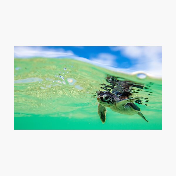 Ocean swimmer Photographic Print