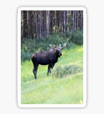 Moose Sticker