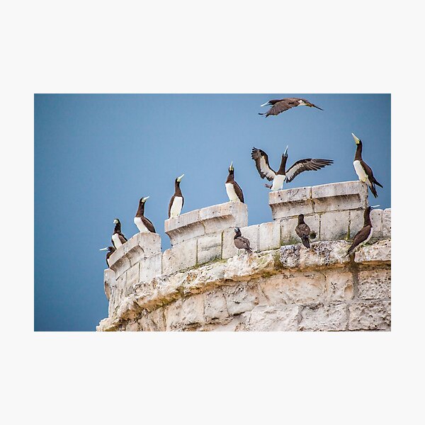 No room on the tower Photographic Print