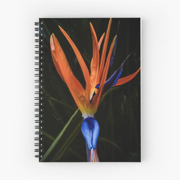 Item preview, Exotic Strelitzia – Bird of Paradise Flower Tropical Elegant Botany designed and sold by Tammigrafie.