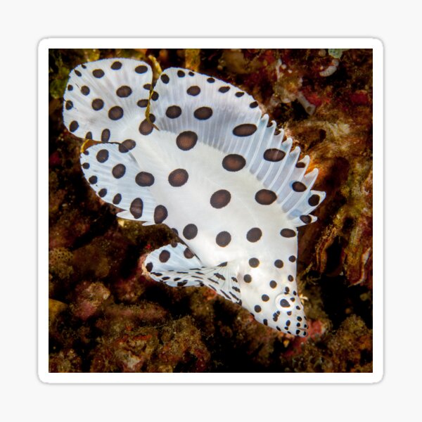 Circus clown fish Sticker