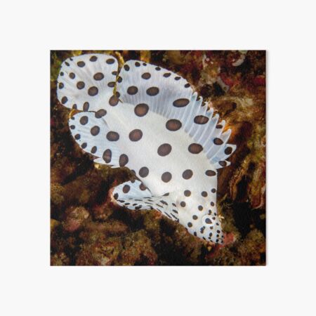 Circus clown fish Art Board Print