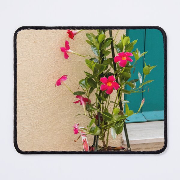 Item preview, Potted Pink Mandevilla Vine With Bright Flowers Beside Teal Door On Stucco Wall designed and sold by Nmallia.