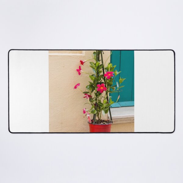 Item preview, Potted Pink Mandevilla Vine With Bright Flowers Beside Teal Door On Stucco Wall designed and sold by Nmallia.