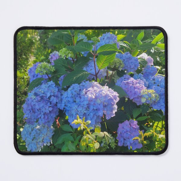 Item preview, Blue Hydrangea designed and sold by Mandie Ward Photography & Designs.
