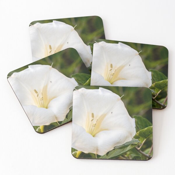 Item preview, White Datura Flower Close-Up With Green Leaves and Tiny Insect on Petal designed and sold by Nmallia.