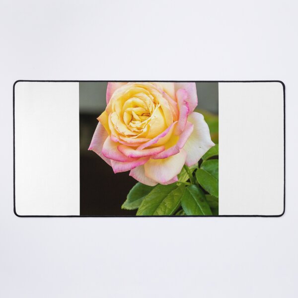 Item preview, Close-Up Pink And Yellow Rose Bloom With Green Leaves On Soft Background For Floral Beauty designed and sold by Nmallia.