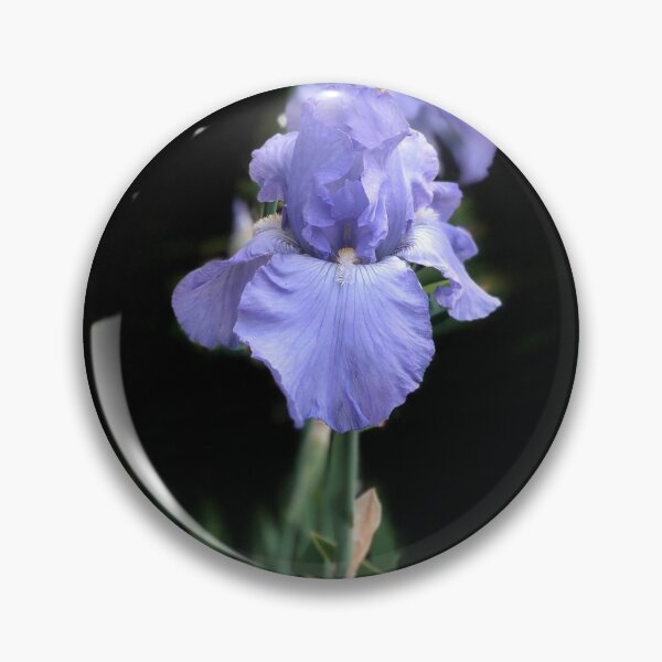Item preview, Midnight Iris — Pale Blue Bearded Iris on Black designed and sold by Bitseybits.
