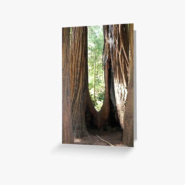Item preview, California Giant Redwoods designed and sold by Stradford.