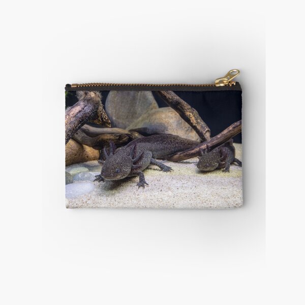 Item preview, Curious Axolotl Duo designed and sold by Astute-Artio-Photography.