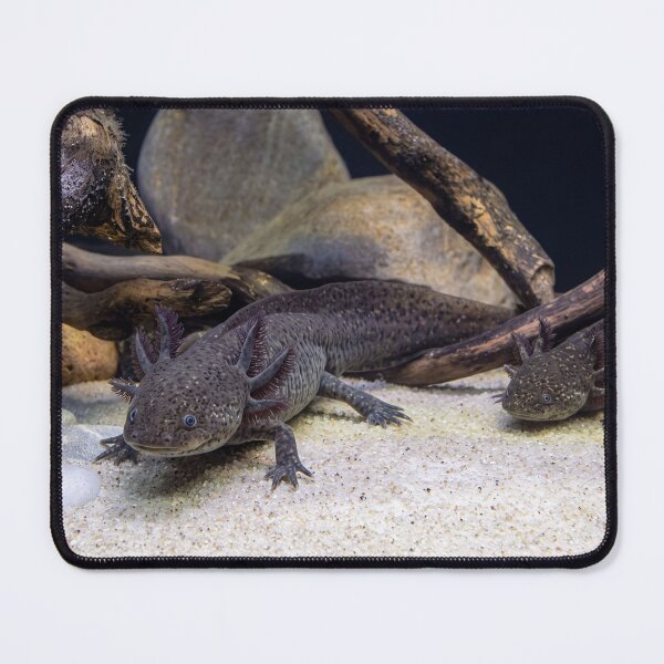 Item preview, Curious Axolotl Duo designed and sold by Astute-Artio-Photography.