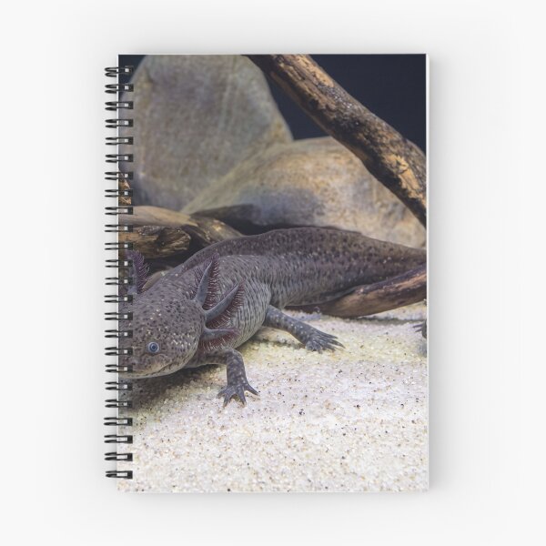 Item preview, Curious Axolotl Duo designed and sold by Astute-Artio-Photography.