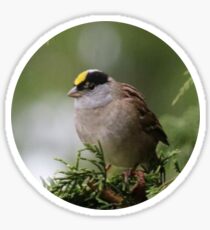 Golden Crowned Sparrow Sticker