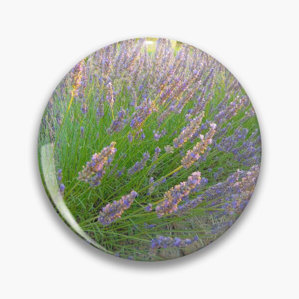 Item preview, Tuscan Lavender Field in Summer Sun, Natural background. Lavender in the field, Italy designed and sold by ollgast5.