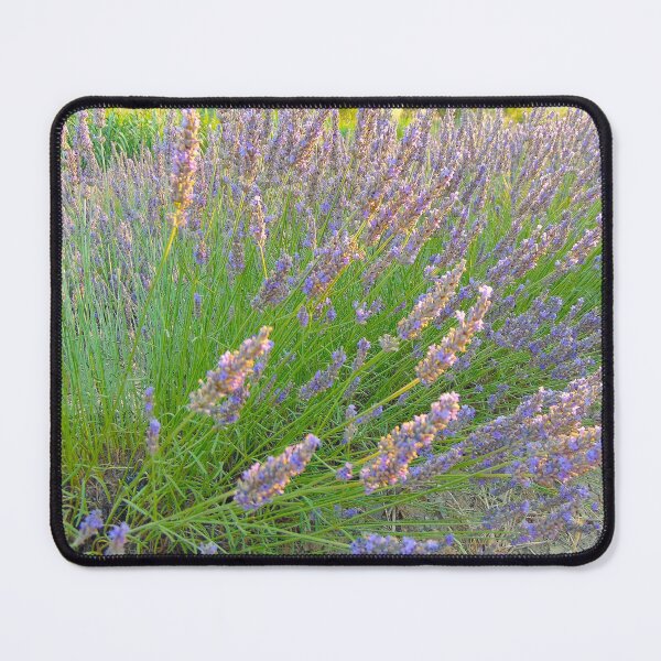 Item preview, Tuscan Lavender Field in Summer Sun, Natural background. Lavender in the field, Italy designed and sold by ollgast5.