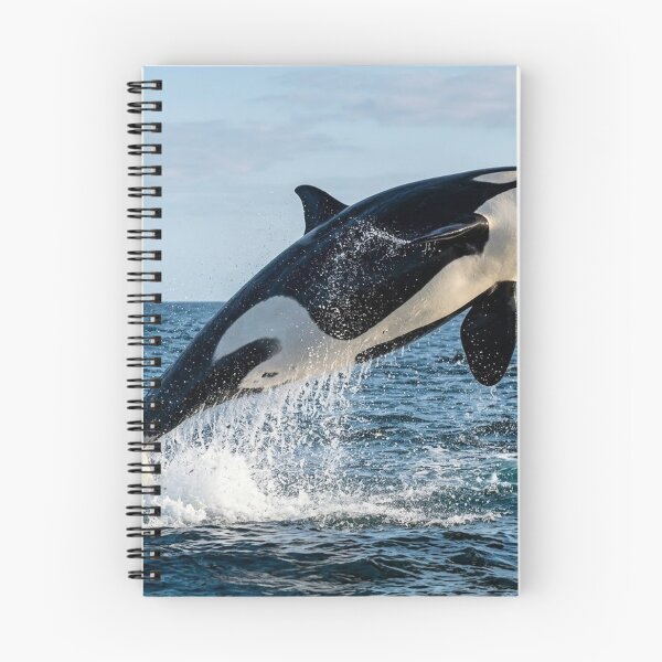Item preview, Orca designed and sold by Stevercortinas.
