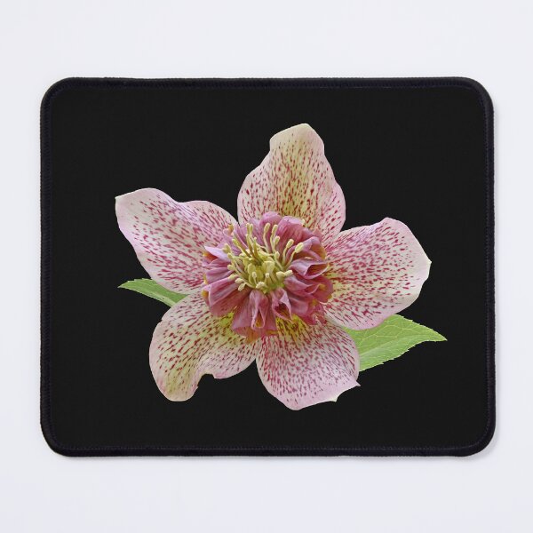 Item preview, Hellabore designed and sold by Samvara.
