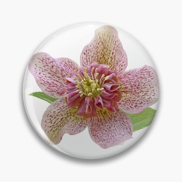 Item preview, Hellabore designed and sold by Samvara.