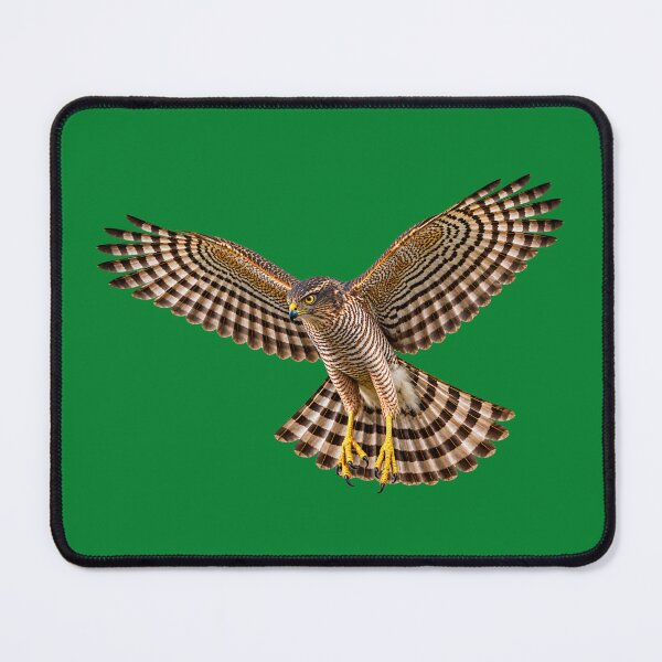 Item preview, hovering sparrowhawk designed and sold by GAWPAWshop.