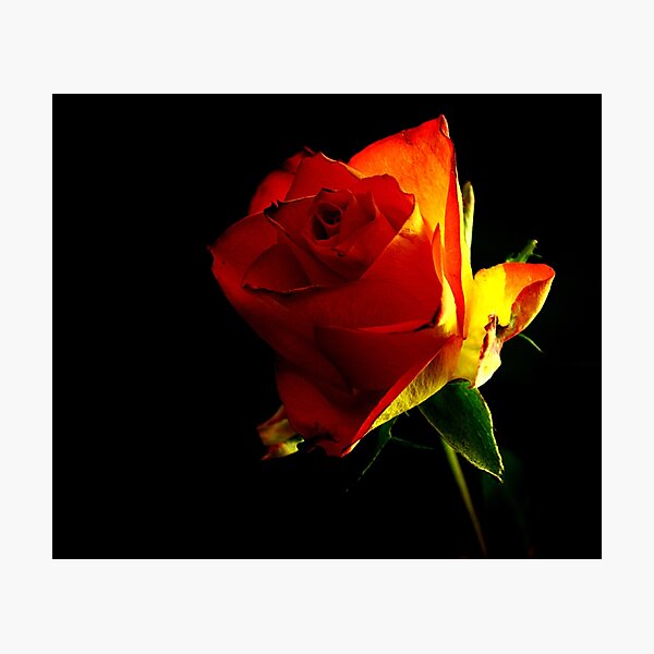 Item preview, Rose designed and sold by axp7884.