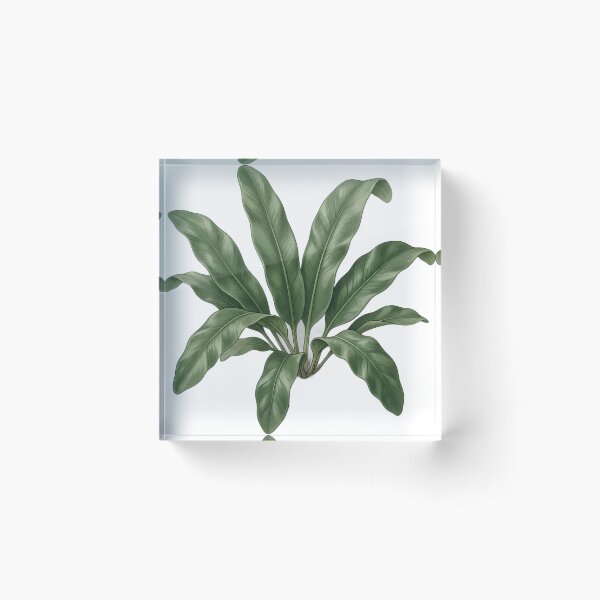 Item preview, Vintage Naturalist Harts Tongue Fern — Antique Botanical Plate designed and sold by Catch333.